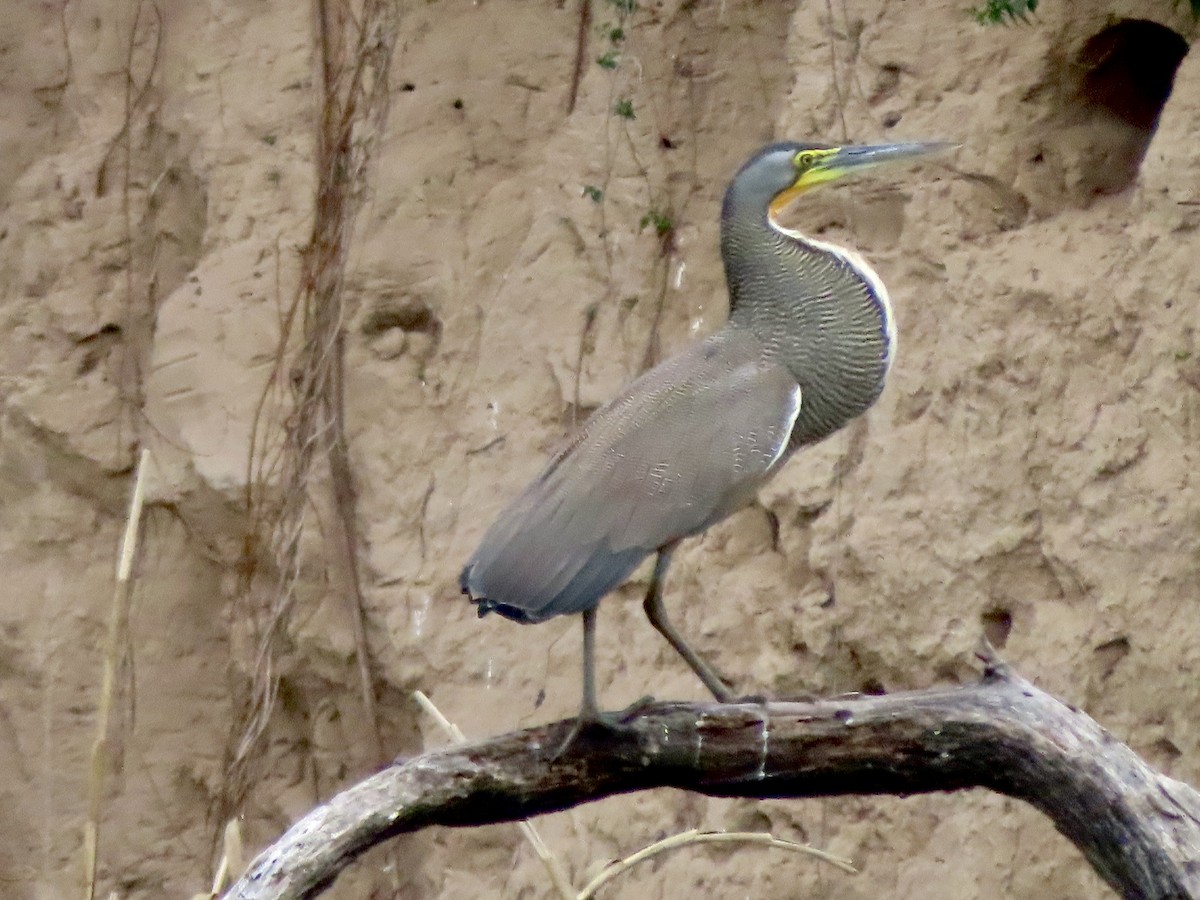 Bare-throated Tiger-Heron - Lisa Owens