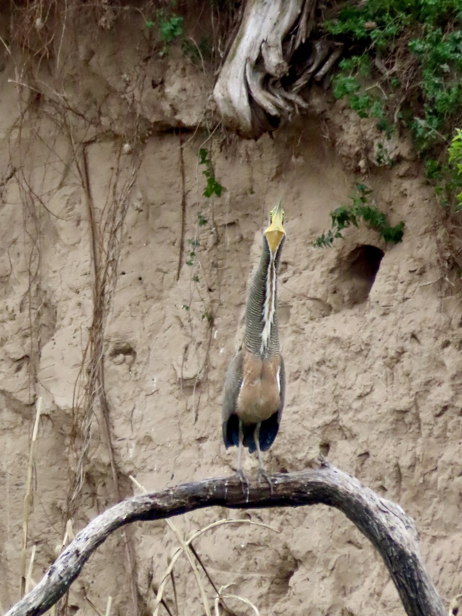 Bare-throated Tiger-Heron - Lisa Owens