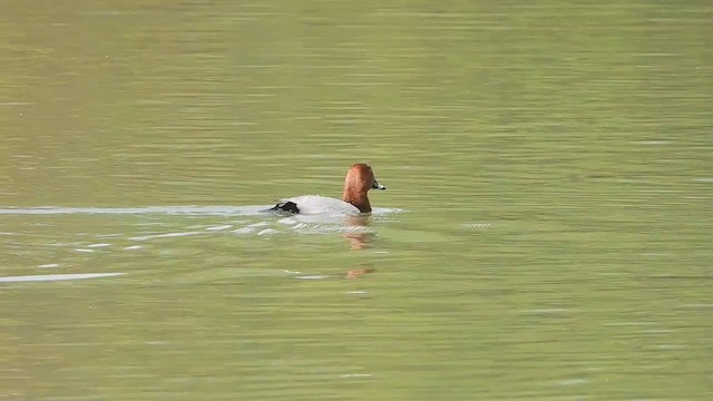 Common Pochard - ML615661853