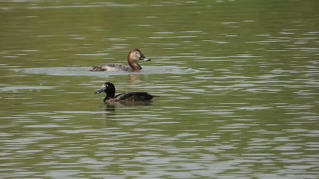 Tufted Duck - ML615661863