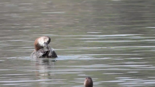 Common Pochard - ML615661866