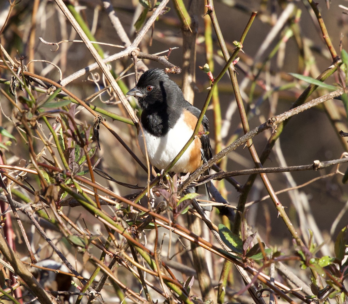 Eastern Towhee - ML615661873