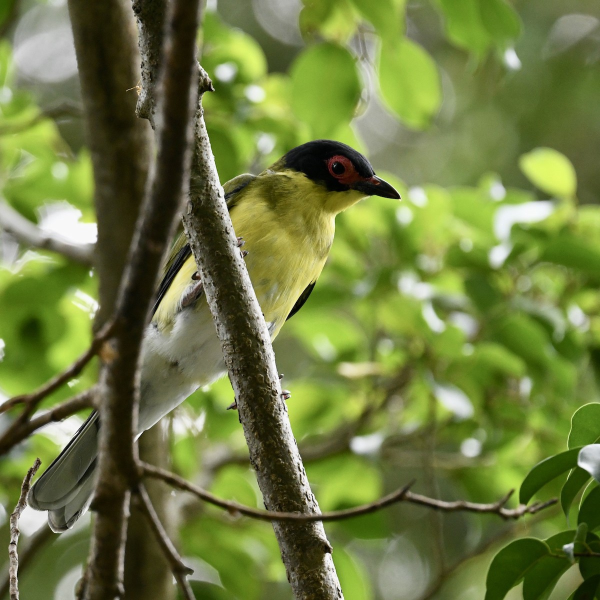 Australasian Figbird - ML615661896