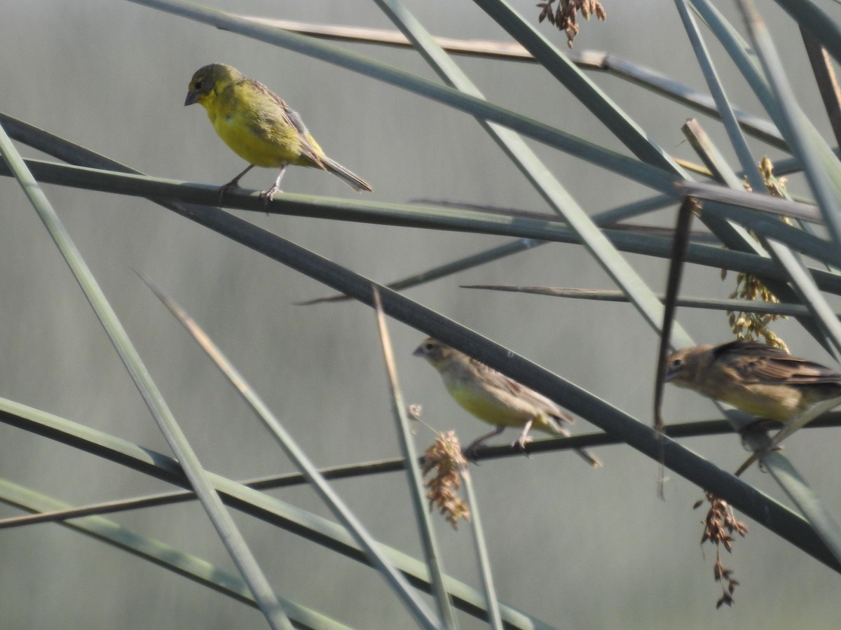 Grassland Yellow-Finch - ML615661908