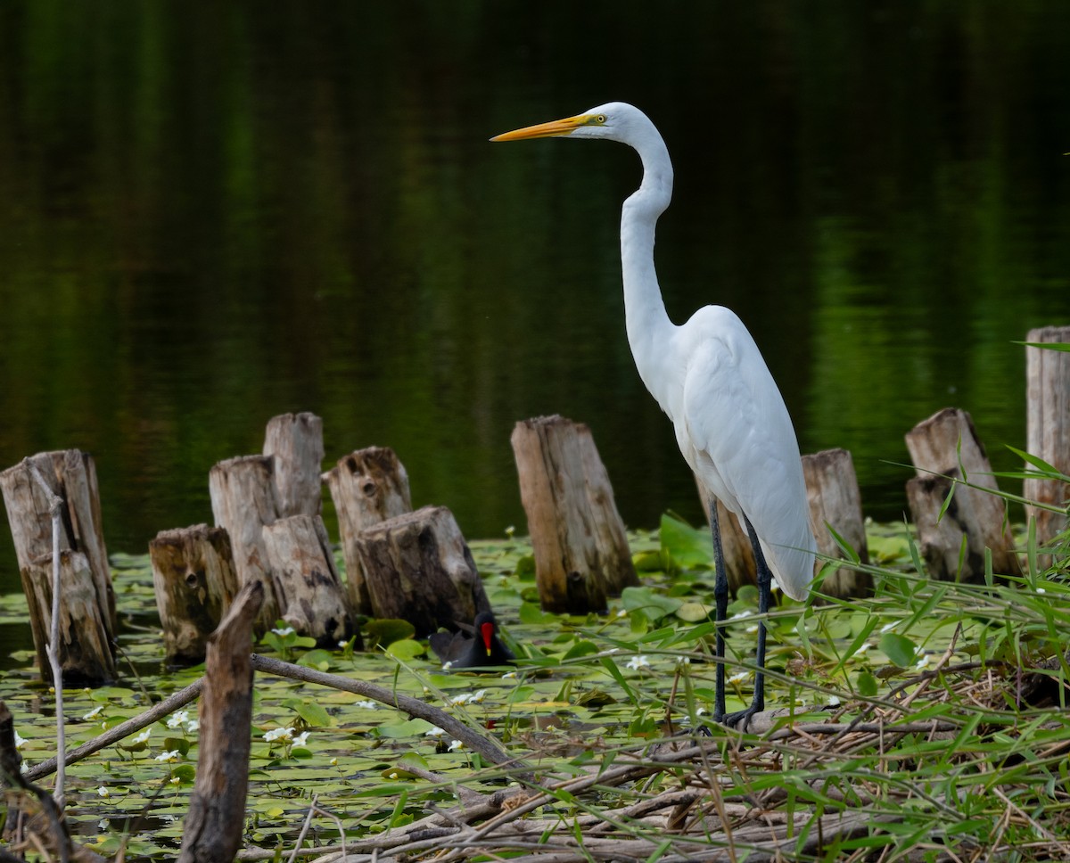 Great Egret - Liu JYUN-FU