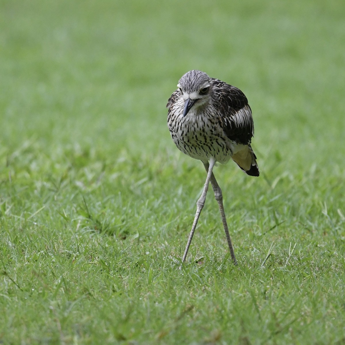 Bush Thick-knee - Diane Nastase