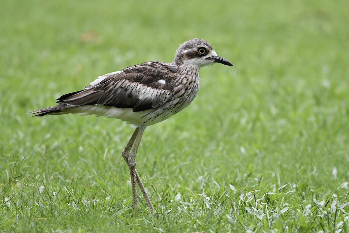 Bush Thick-knee - ML615661958