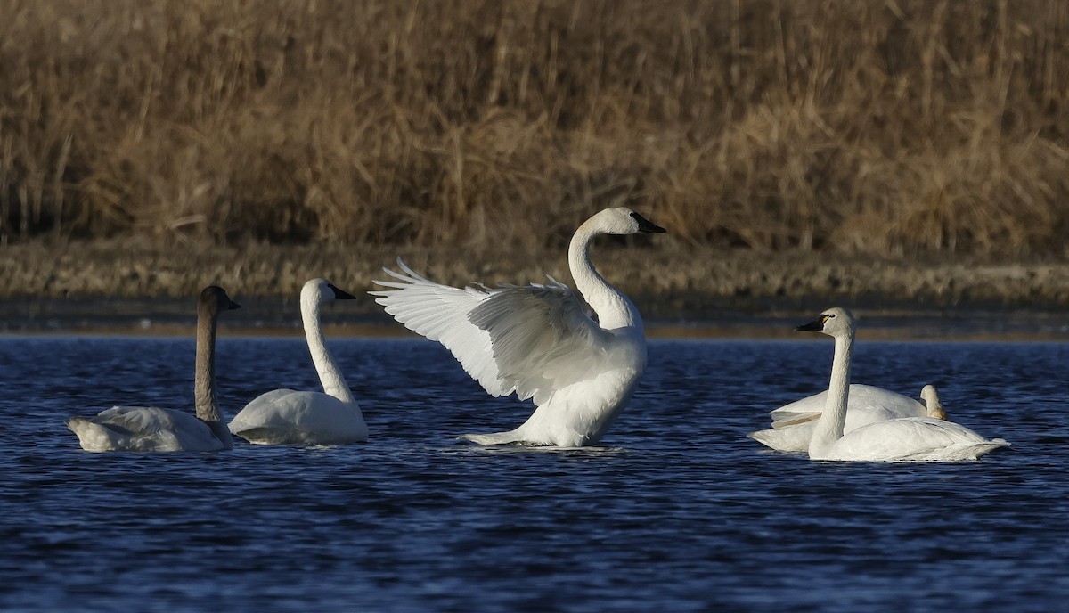 Tundra Swan - ML615661984