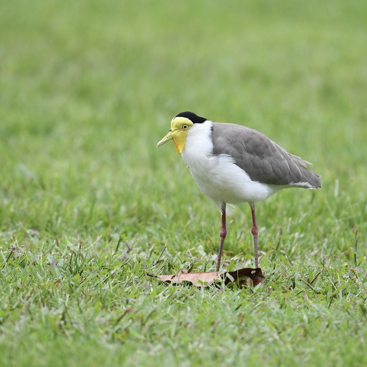 Masked Lapwing - ML615662013