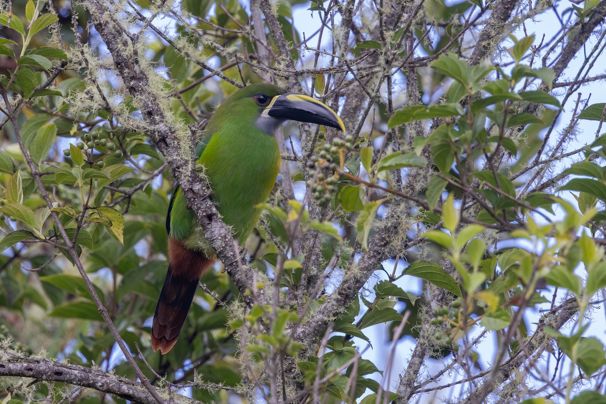 Southern Emerald-Toucanet (Santa Marta) - Yann Muzika