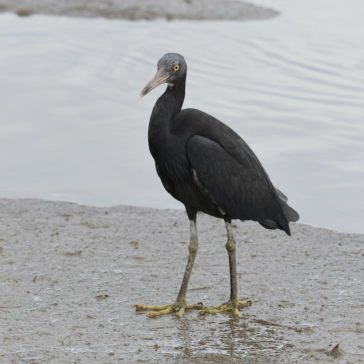 Pacific Reef-Heron - ML615662028