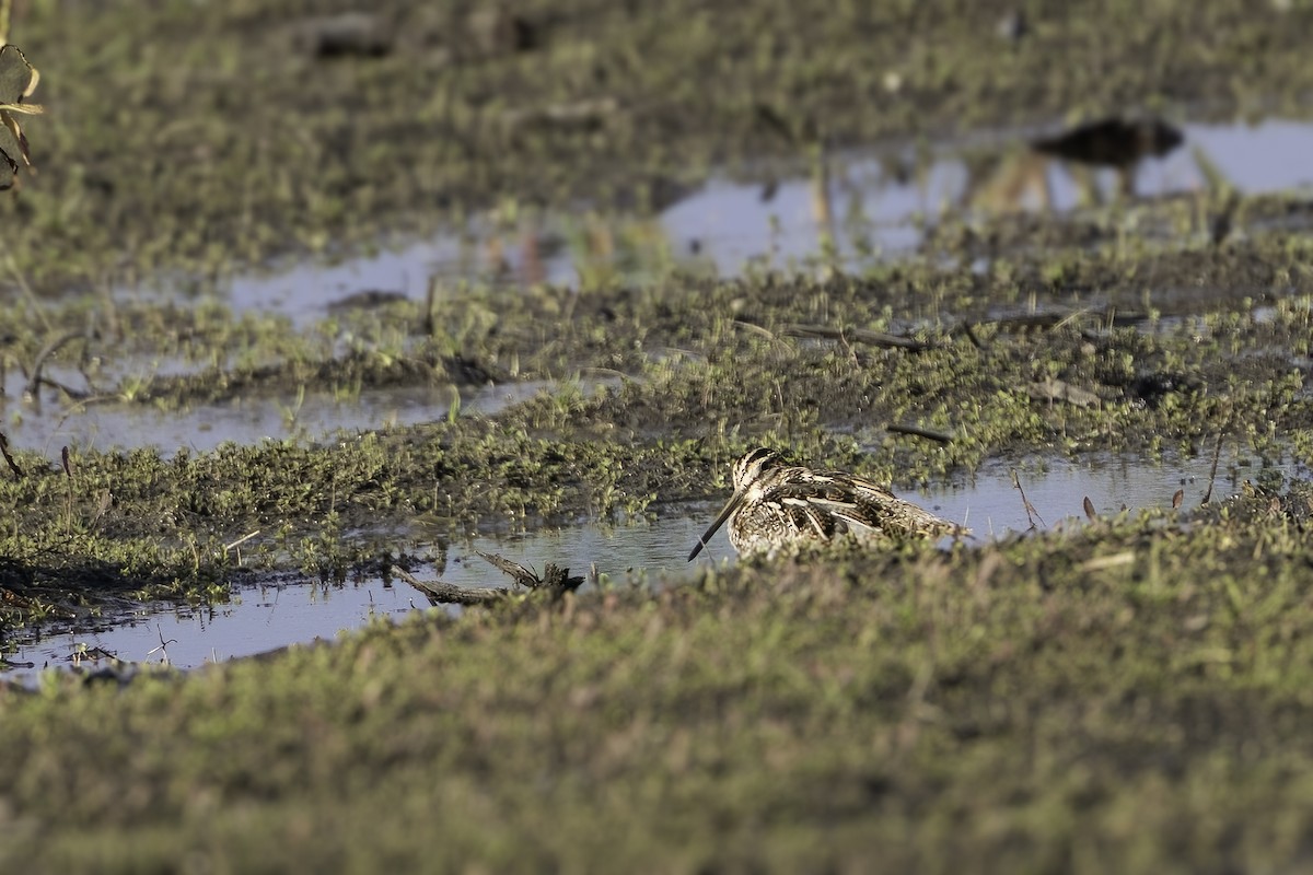 Wilson's Snipe - ML615662083