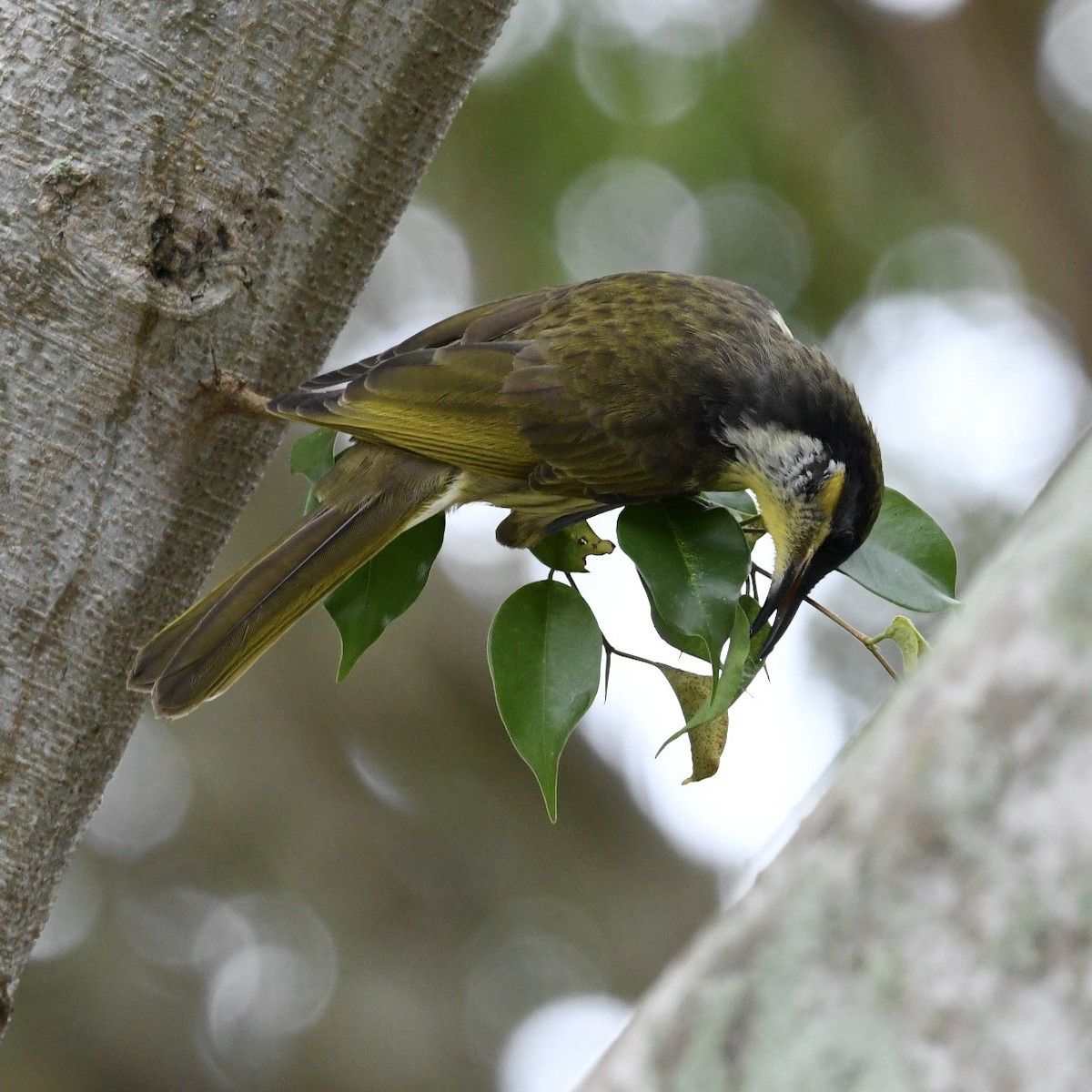 Varied Honeyeater - ML615662095