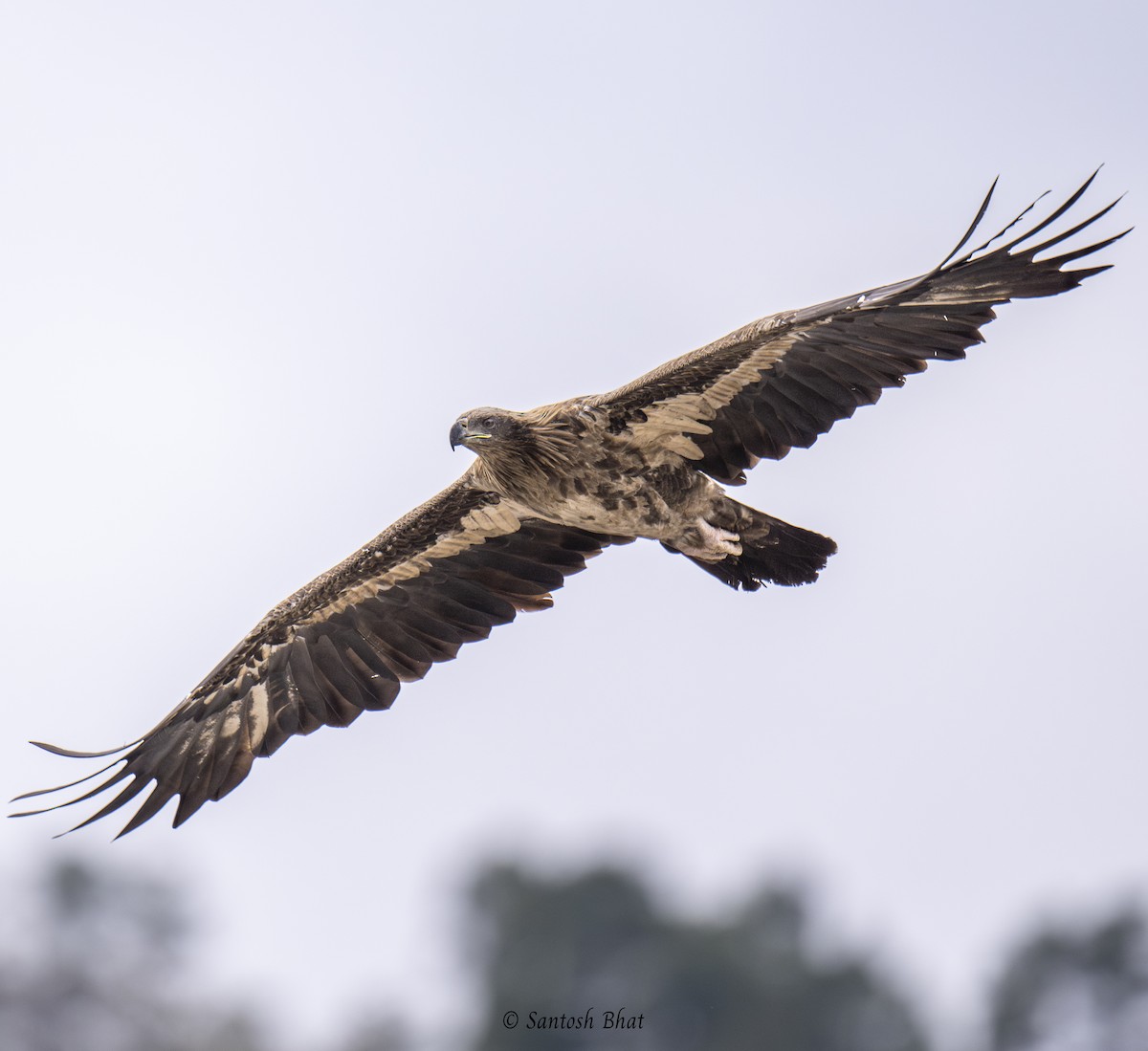 White-tailed Eagle - Santosh Bhat