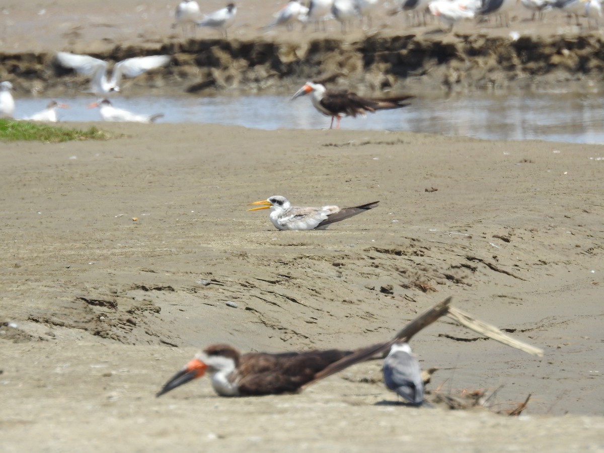 Large-billed Tern - ML615662120