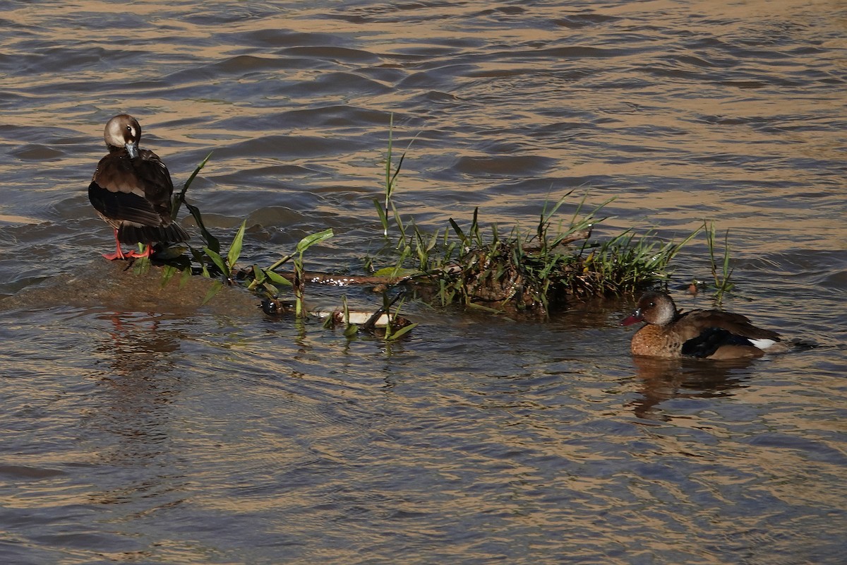 Brazilian Teal - Darlene Betat