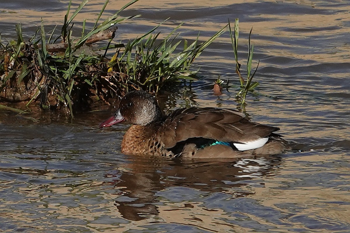 Pato Brasileño - ML615662147