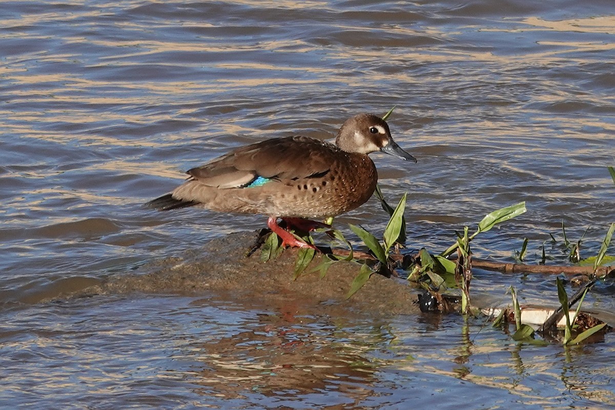 Pato Brasileño - ML615662152