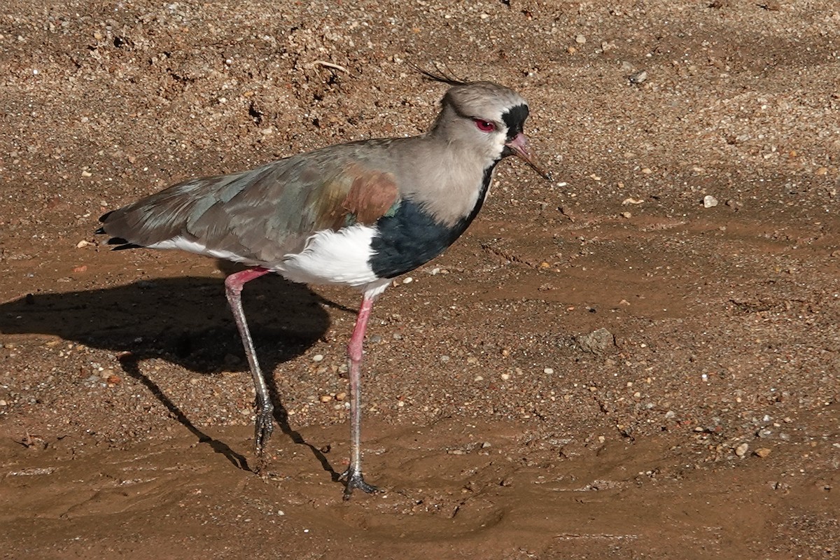 Southern Lapwing - ML615662156