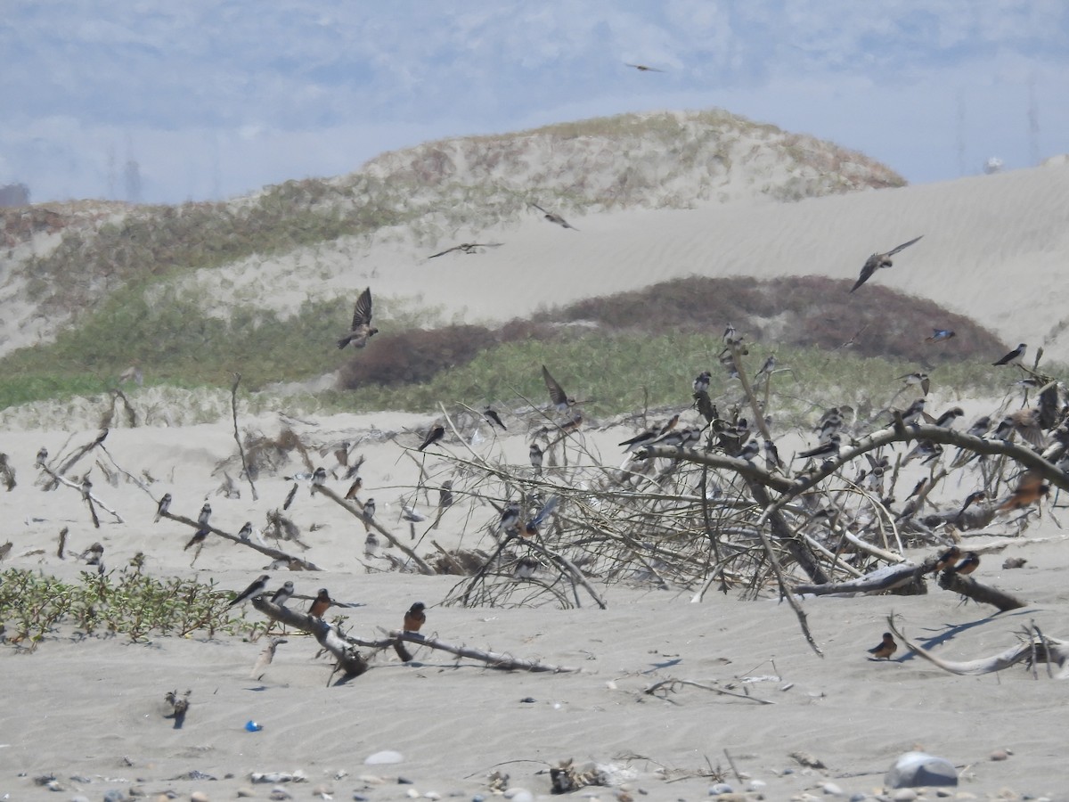 Barn Swallow - Roger Barboza Castro