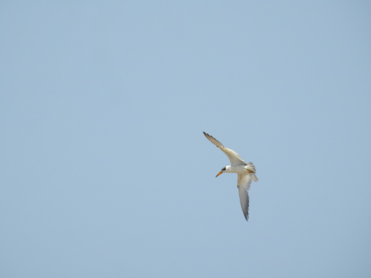 Large-billed Tern - ML615662206