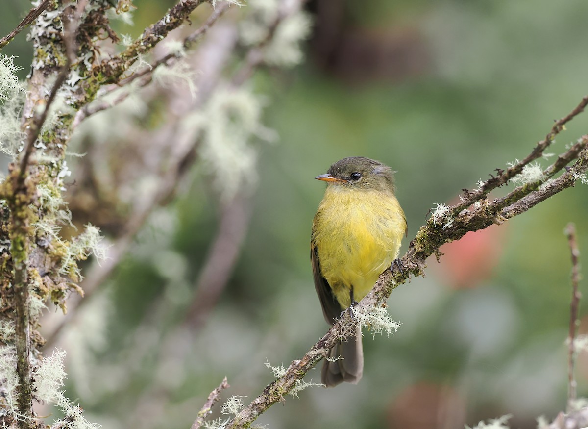 Orange-banded Flycatcher - ML615662230