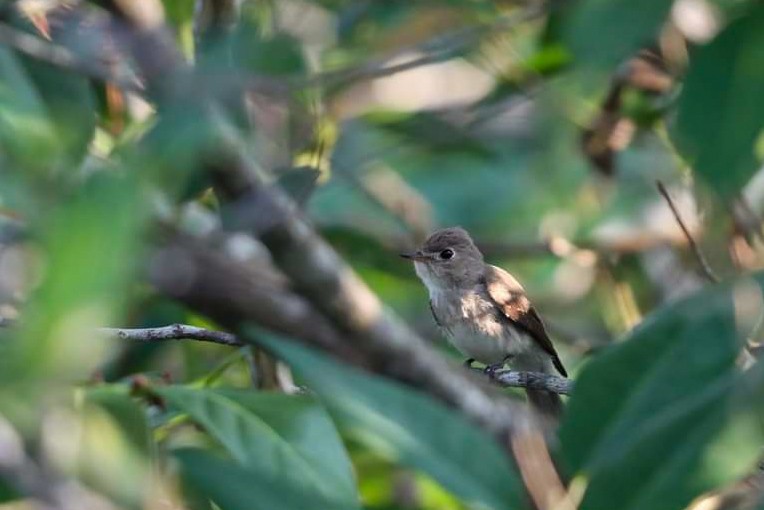 Asian Brown Flycatcher - Rashedul Karim