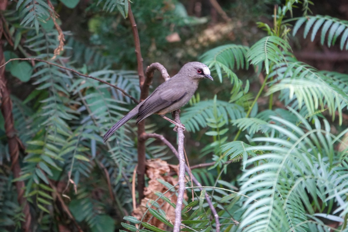 Abyssinian Catbird - ML615662274