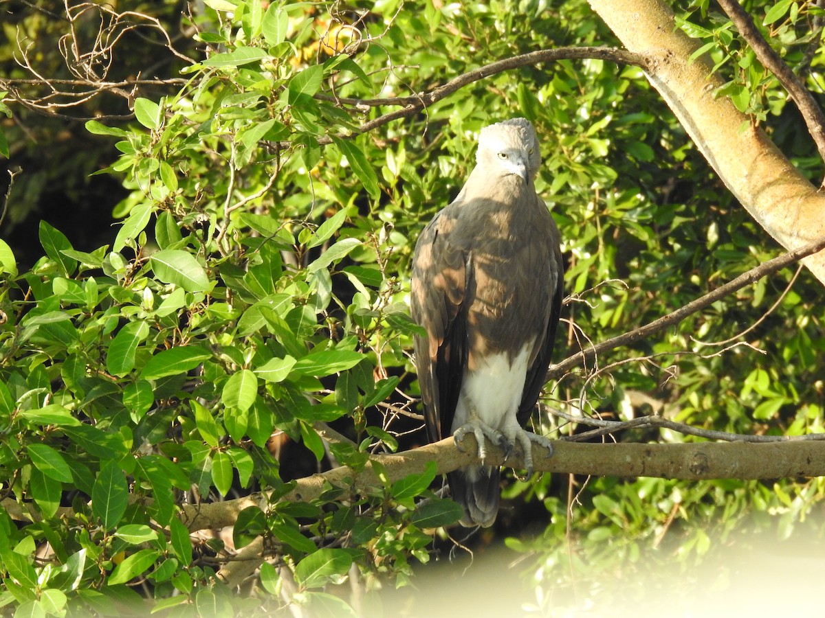 Lesser Fish-Eagle - ML615662323