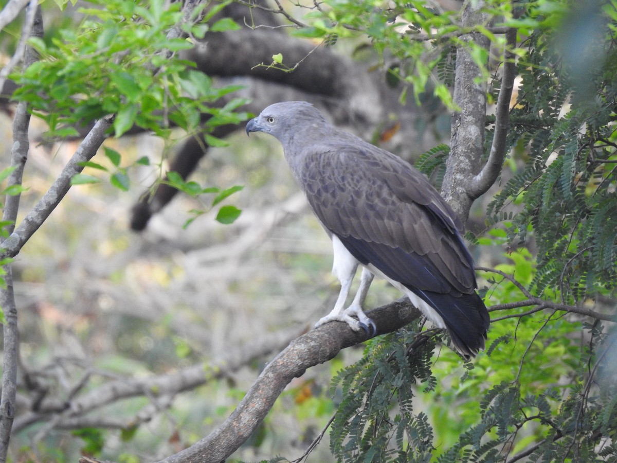 Lesser Fish-Eagle - ML615662324