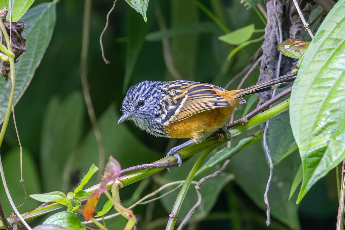 Santa Marta Antbird - ML615662339