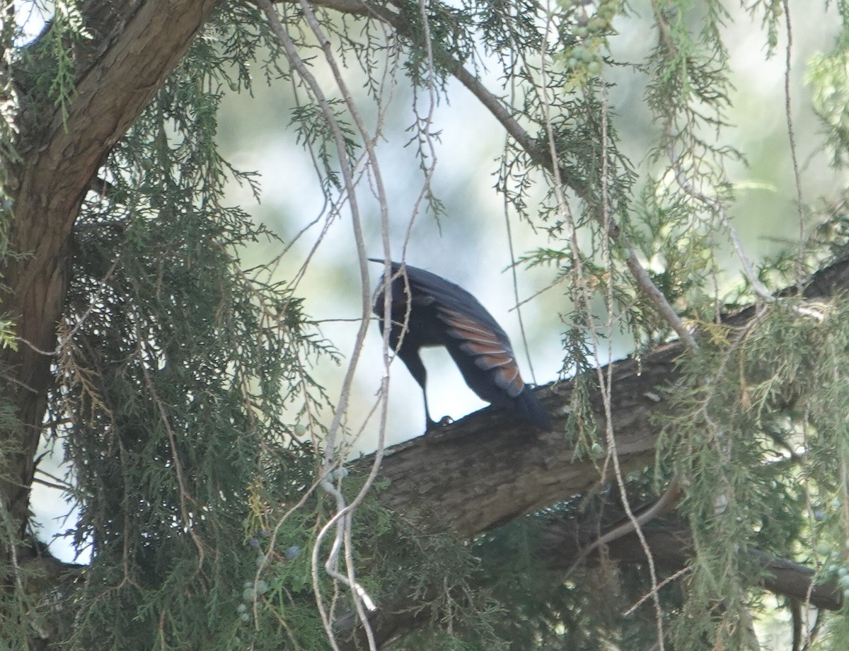 White-billed Starling - ML615662432