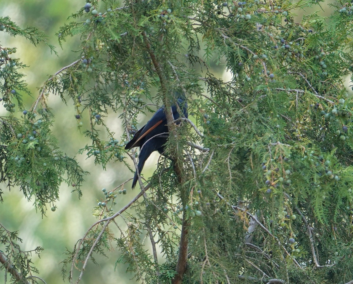 White-billed Starling - ML615662433