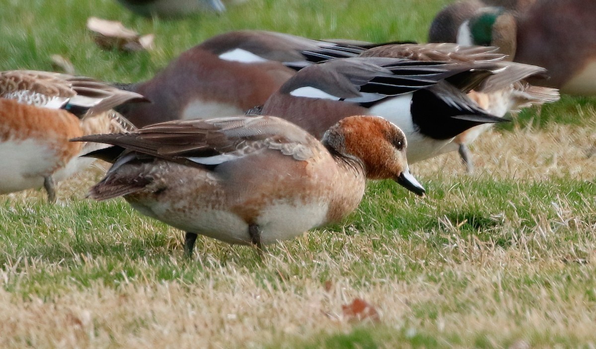 Eurasian x American Wigeon (hybrid) - ML615662435