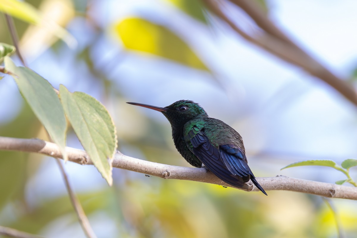 Sapphire-bellied Hummingbird - Yann Muzika