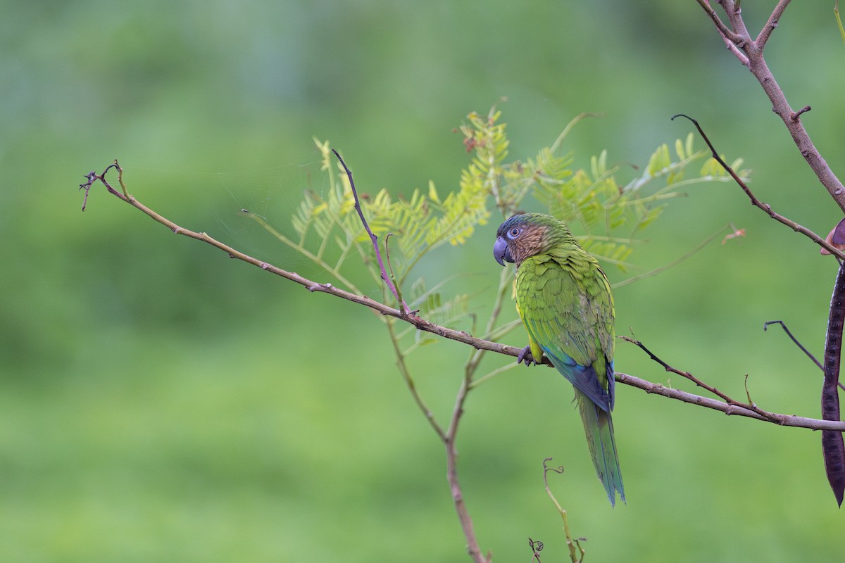 Brown-throated Parakeet (Brown-throated) - ML615662606