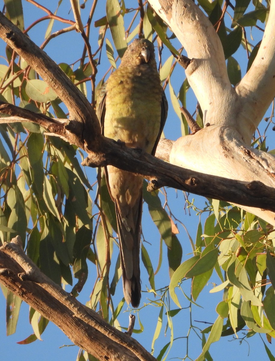 Red-rumped Parrot - ML615662683