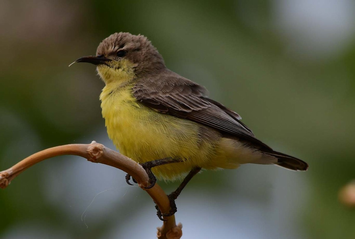 Nile Valley Sunbird - Özgür Ekincioğlu