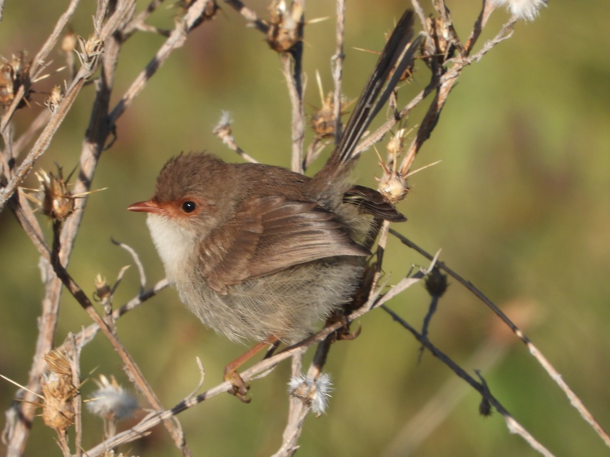 Superb Fairywren - Rodney Macready