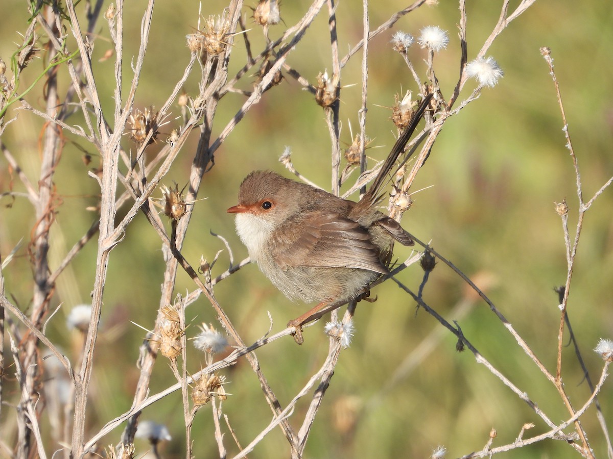 Superb Fairywren - Rodney Macready