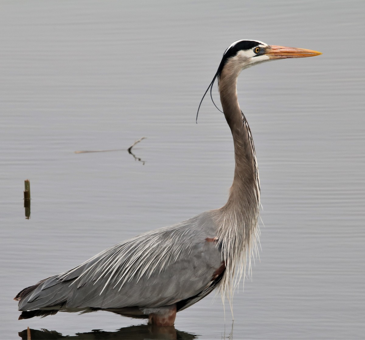 Great Blue Heron - ML615662803