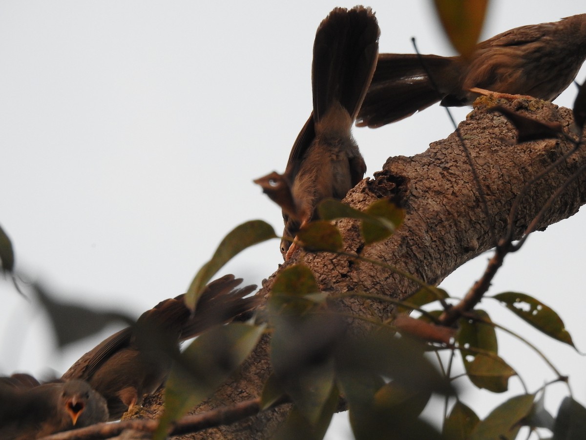 Jungle Babbler - ML615662812