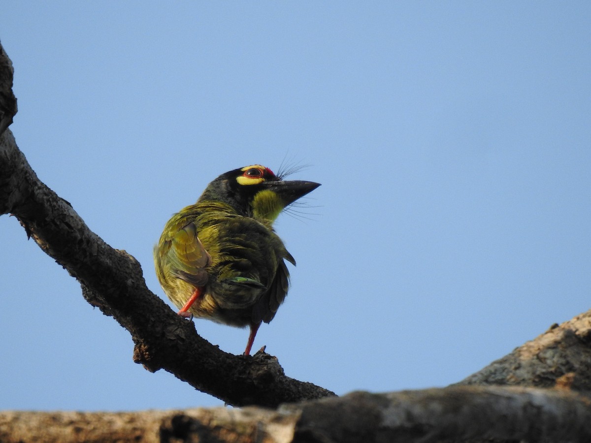 Coppersmith Barbet - ML615662813