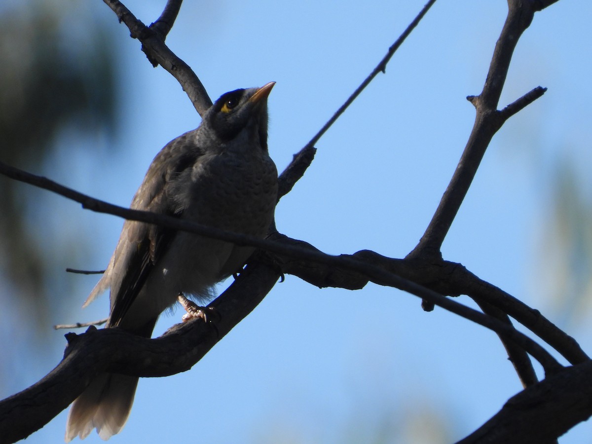 Noisy Miner - Rodney Macready