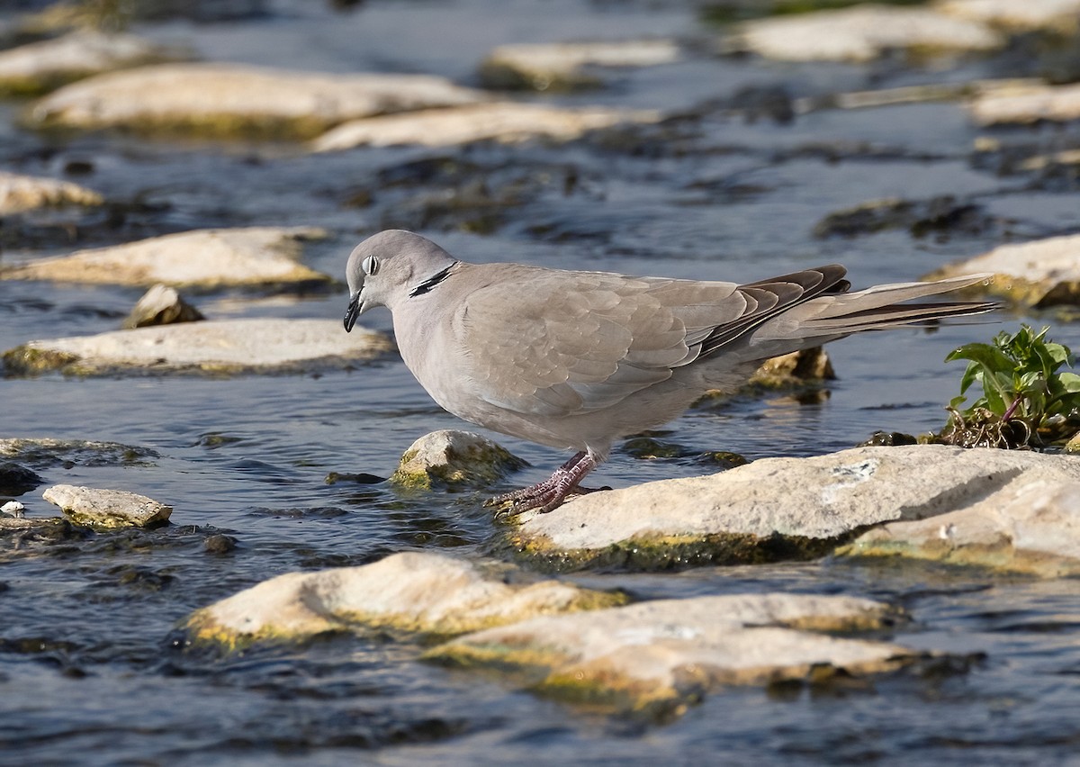 Eurasian Collared-Dove - ML615662821