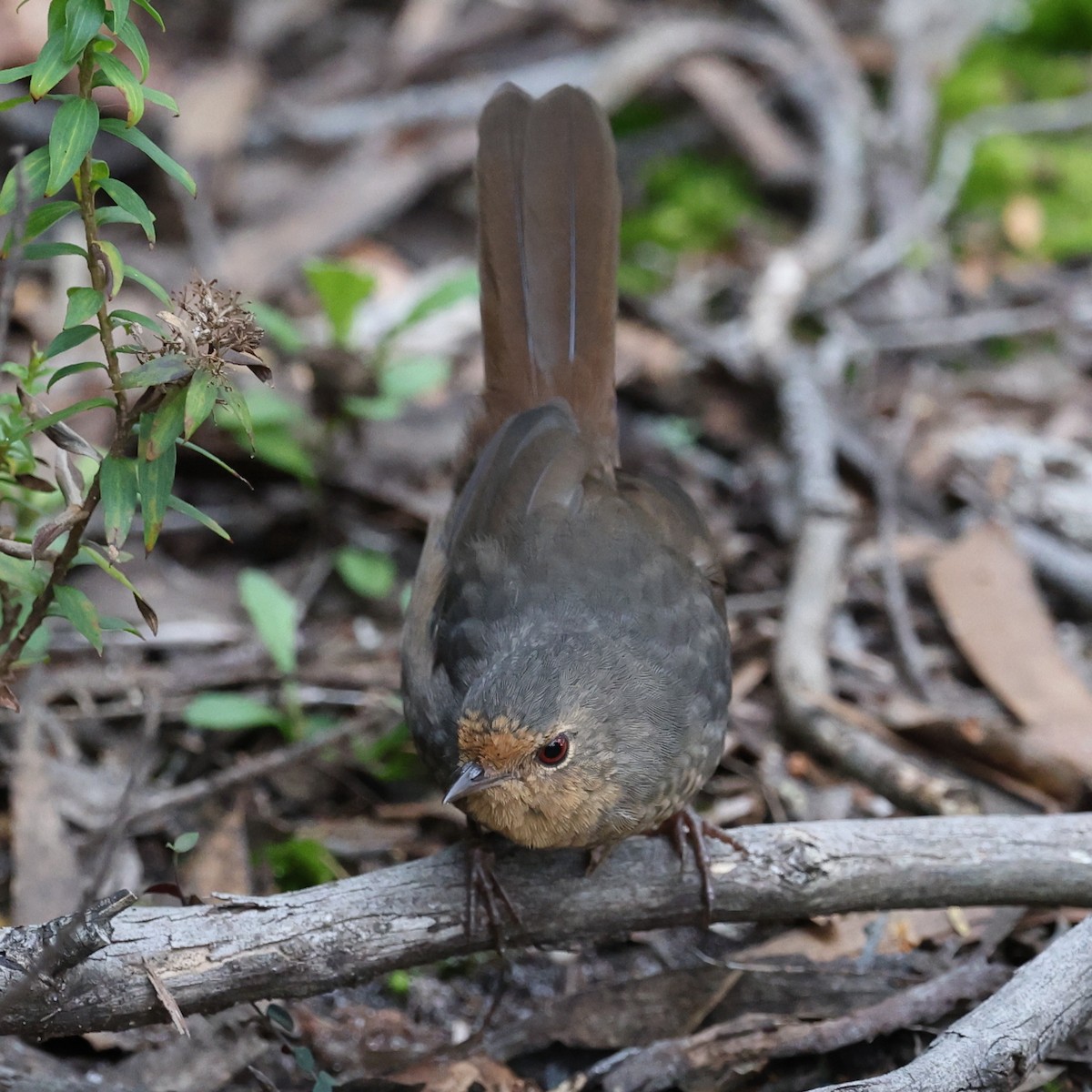 Pilotbird - ML615662822