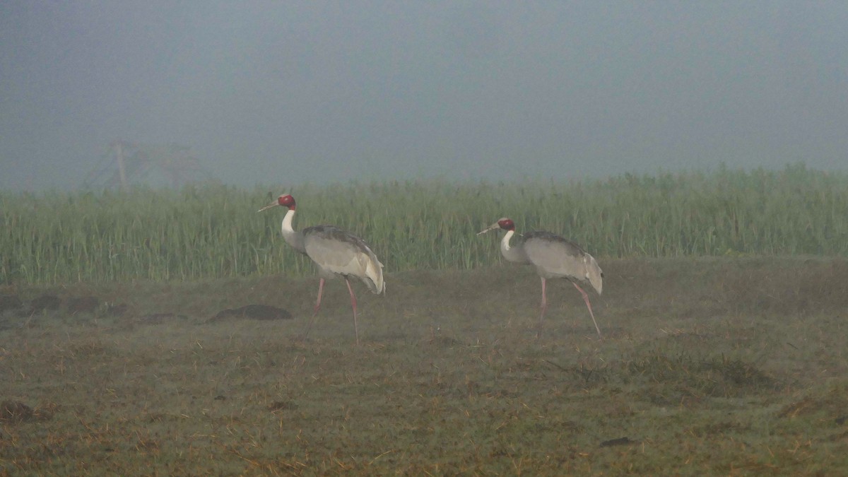 Sarus Crane - ML615662855