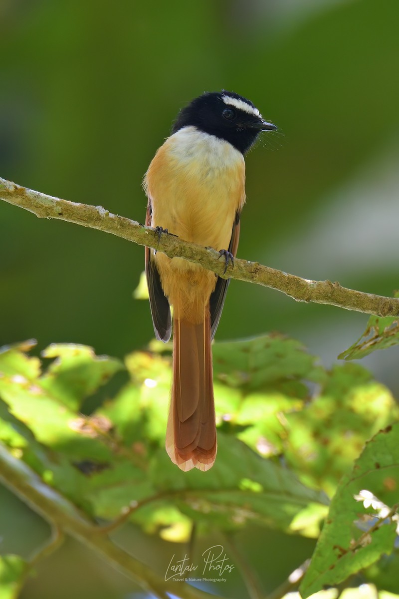 Black-and-cinnamon Fantail - Allan Barredo