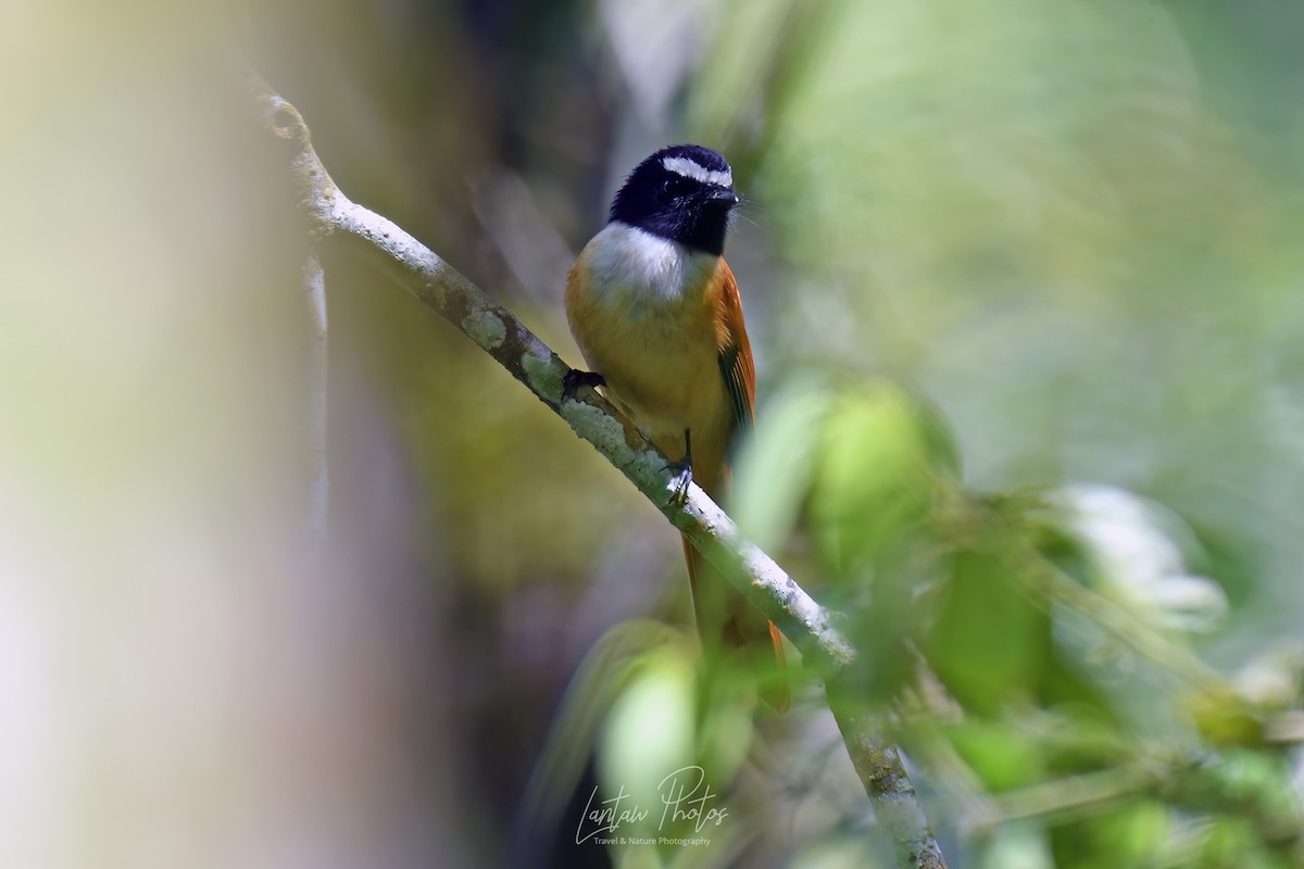 Black-and-cinnamon Fantail - Allan Barredo