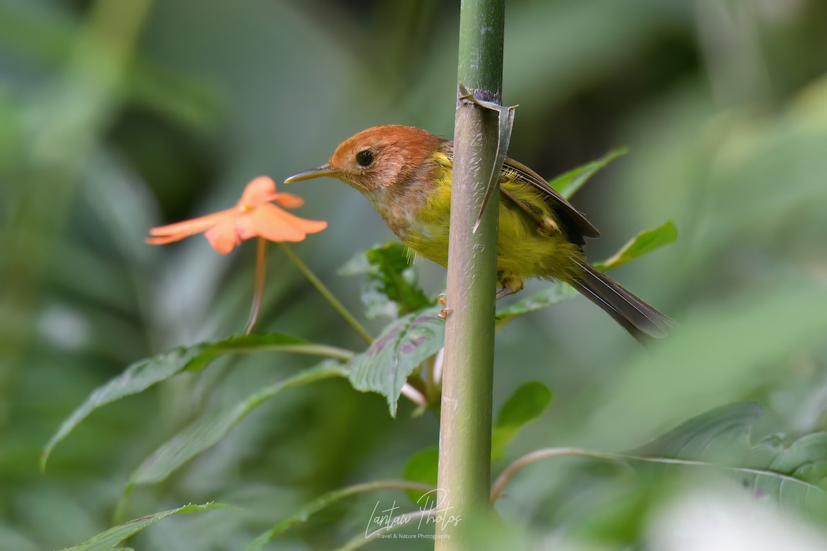 Rufous-headed Tailorbird - ML615662870